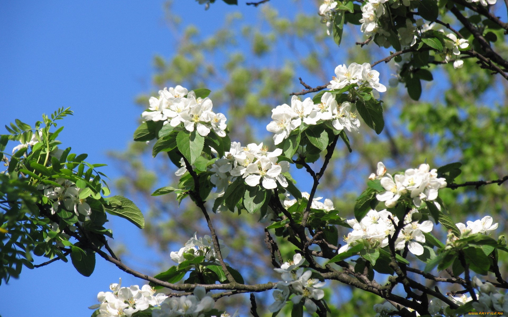 ,   ,  , apple, tree, flowers, spring, , , , , , , , , , beauty, petals, white, tender, blossoms